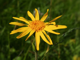 The incredible healing properties of Arnica