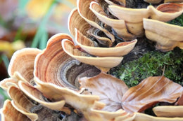 Mushrooms, Myths & Modern Herbalism – with Mason Taylor