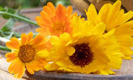 Caring Calendula
