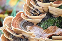 Mushrooms, Myths & Modern Herbalism – with Mason Taylor