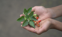 Natural Ways to Support Stress & Anxiety: Spotlight on Ashwagandha and Magnolia